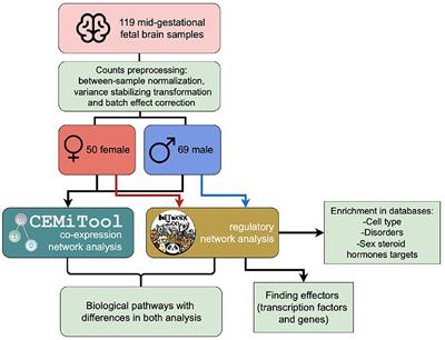 Sex differences in gene regulatory networks during mid-gestational brain development